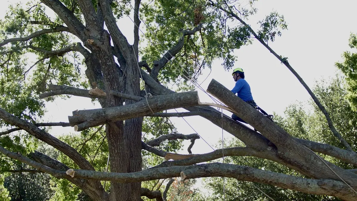 Professional Hazardous Tree Removal performed by certified arborists in Transfer